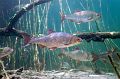roach,lake,underwater,fish,ryba,płocie,jezioro